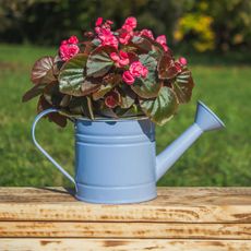begonia watering can with begonia plant in full bloom