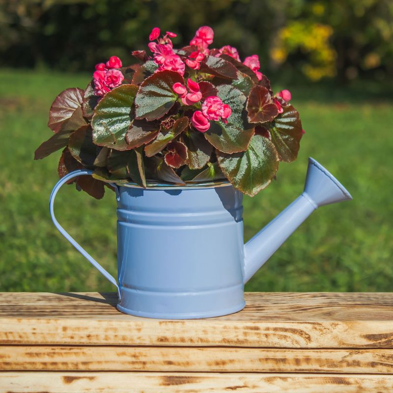 Why Growing Geraniums In Containers Makes Them Last Longer Gardening