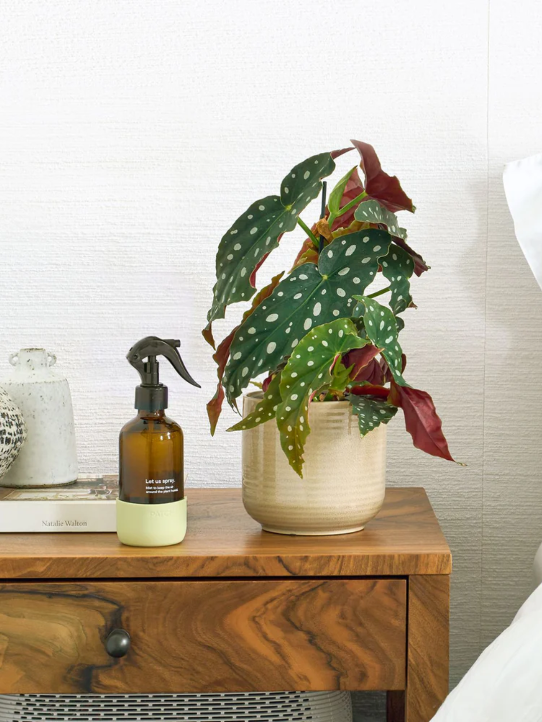 A ceramic planter with a begonia maculata and a mister from Patch Plants