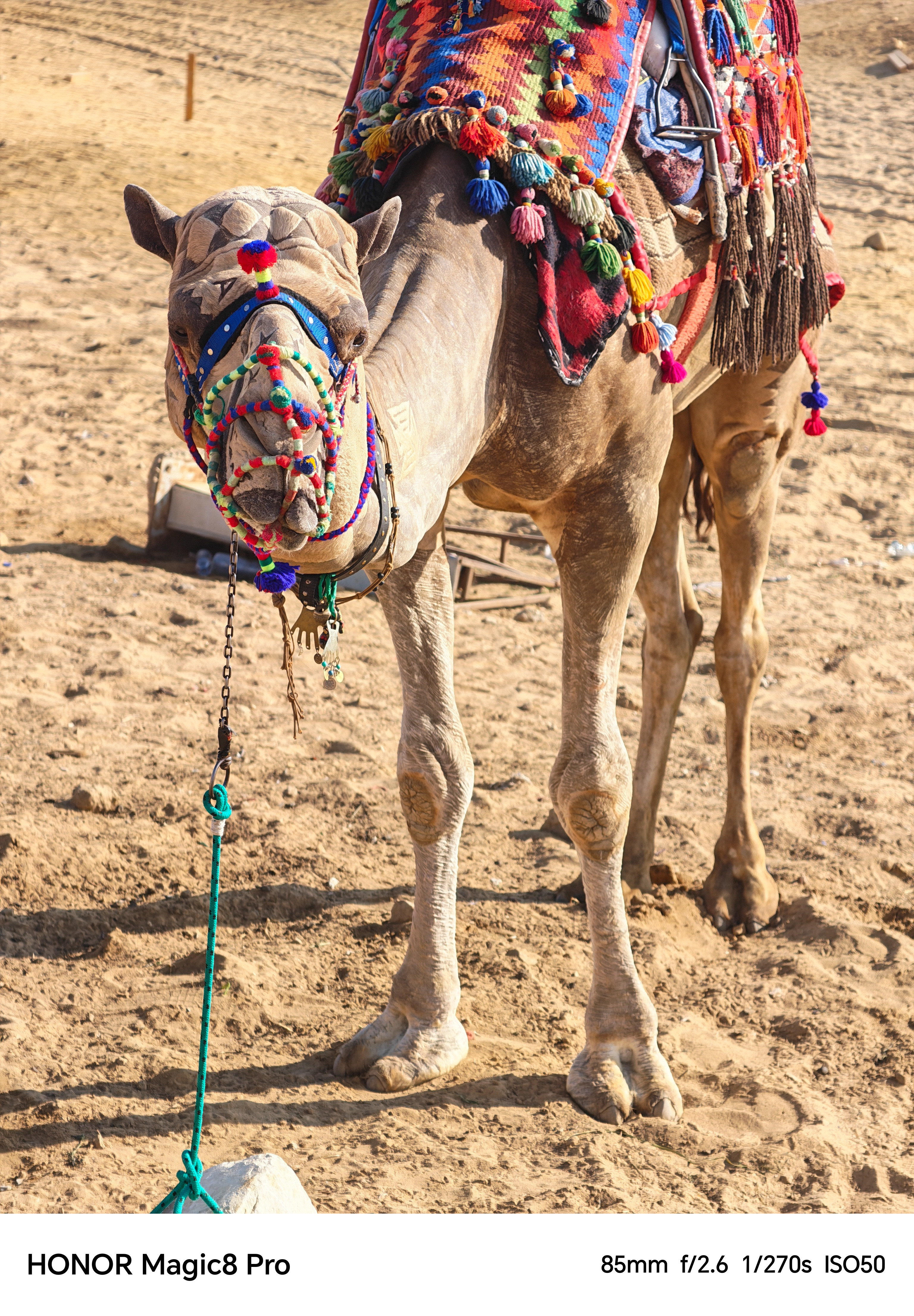 A camel wearing a bright harness and saddle in a desert shot on an Honor Magic 8 Pro