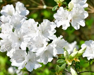 azalea plant covered in white flowers