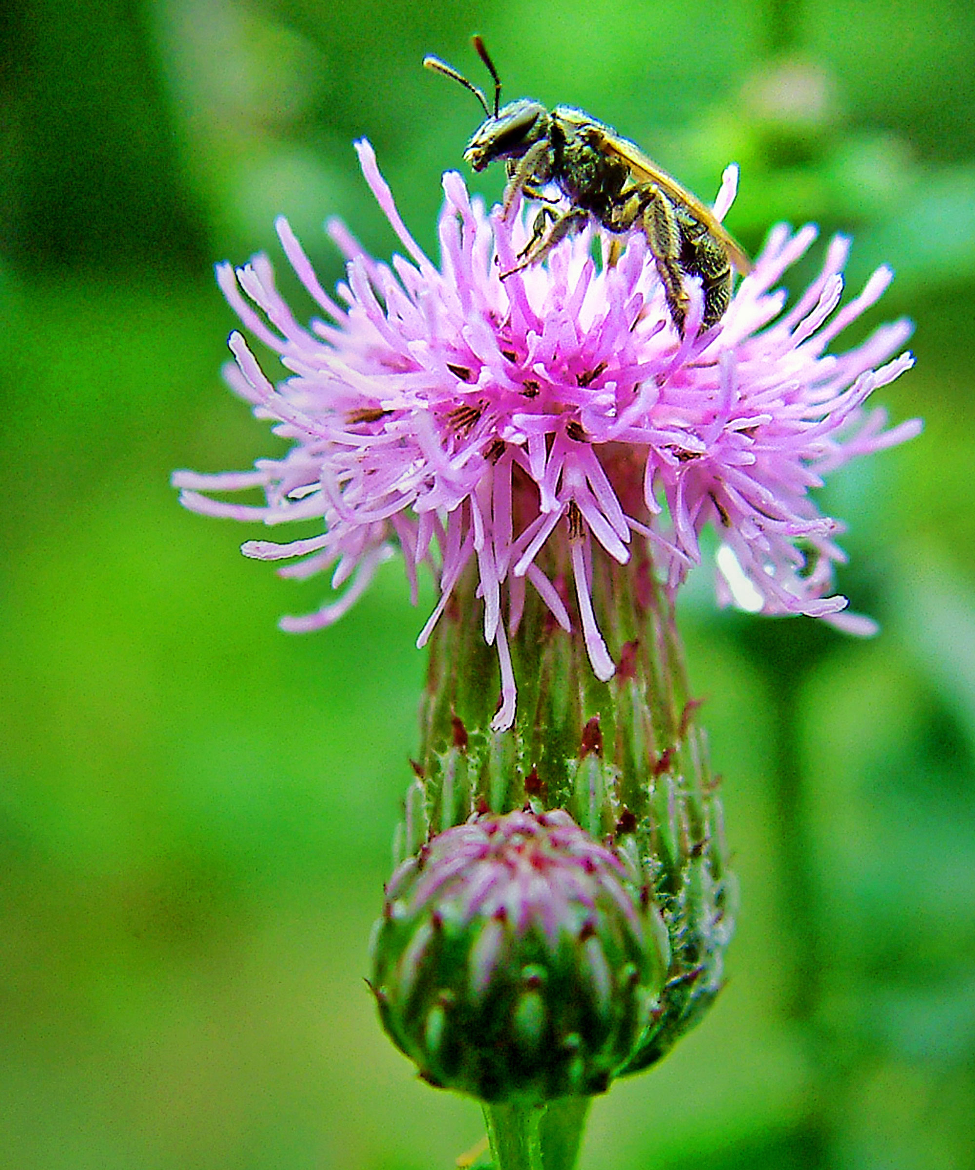 Canada thistle showing purple head