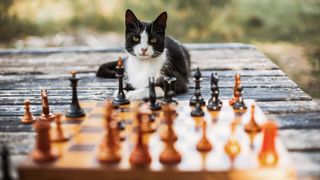 Portrait of a black and white cat lying on a wooden table in a backyard. In the foreground there is a chess board and chess pieces.
