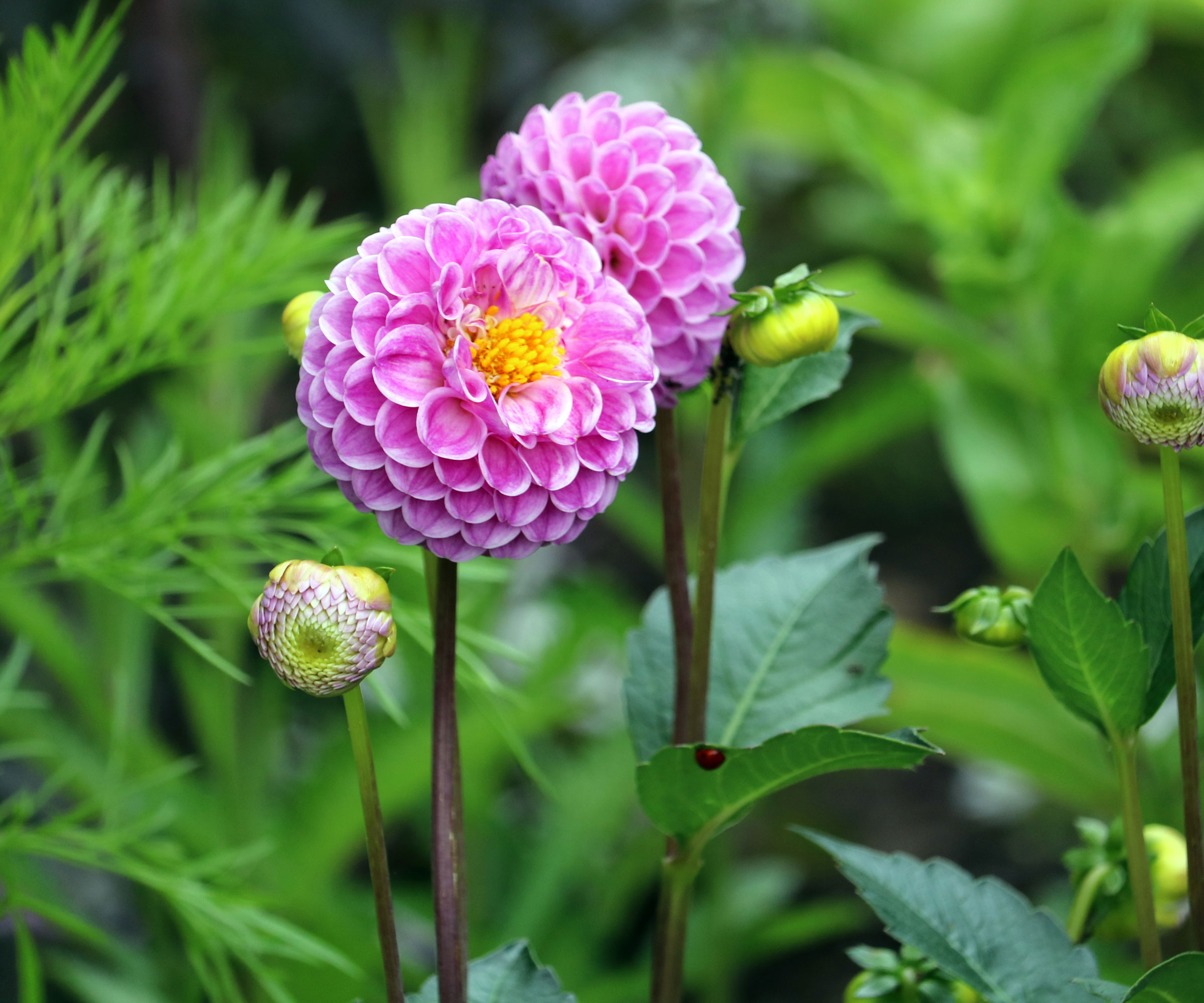 dahlia Stacy Rachelle pink ball flowers