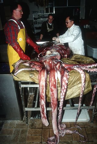 Giant squid autopsy