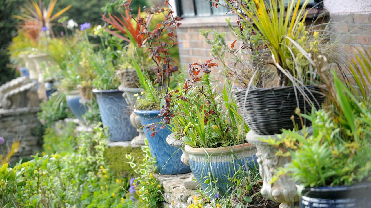 A row of plant pots on a garden wall