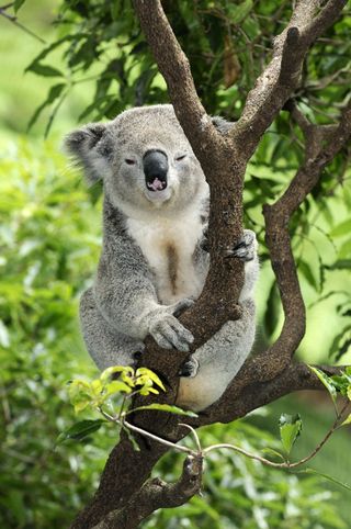 A koala, a type of marsupial native to Australia, sits in a tree.
