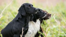 3 Gundog breeds waiting patiently