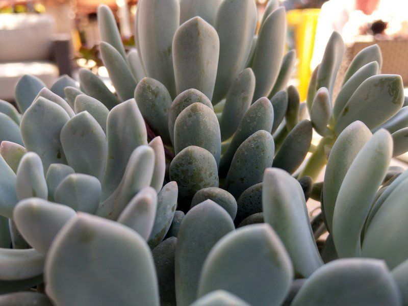 HTC U11 camera sample