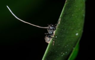 This zombie ant bites down on a shrub after being taken over by a mind-controlling parasite.