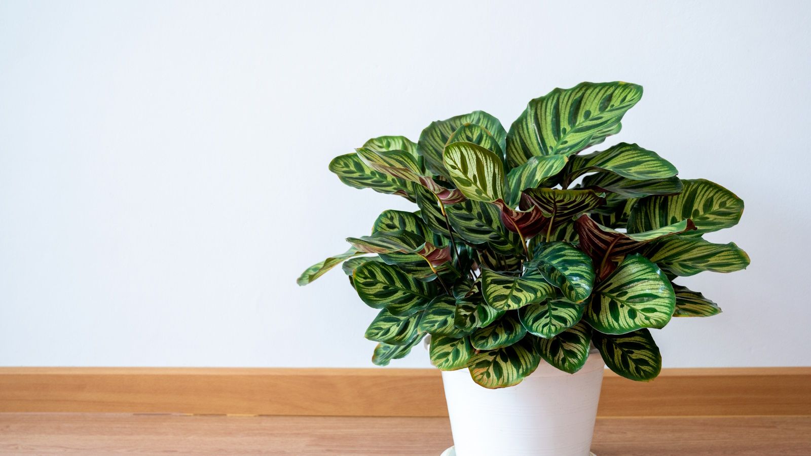 How to propagate calathea plants