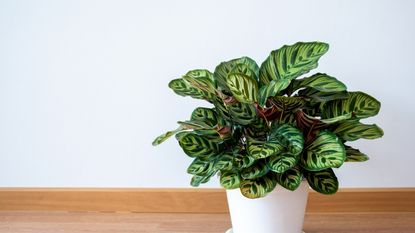 Calathea plant in white pot on table