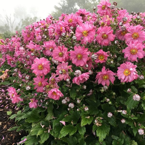 Fall in Love® Sweetly Japanese Anemone - #1 Container