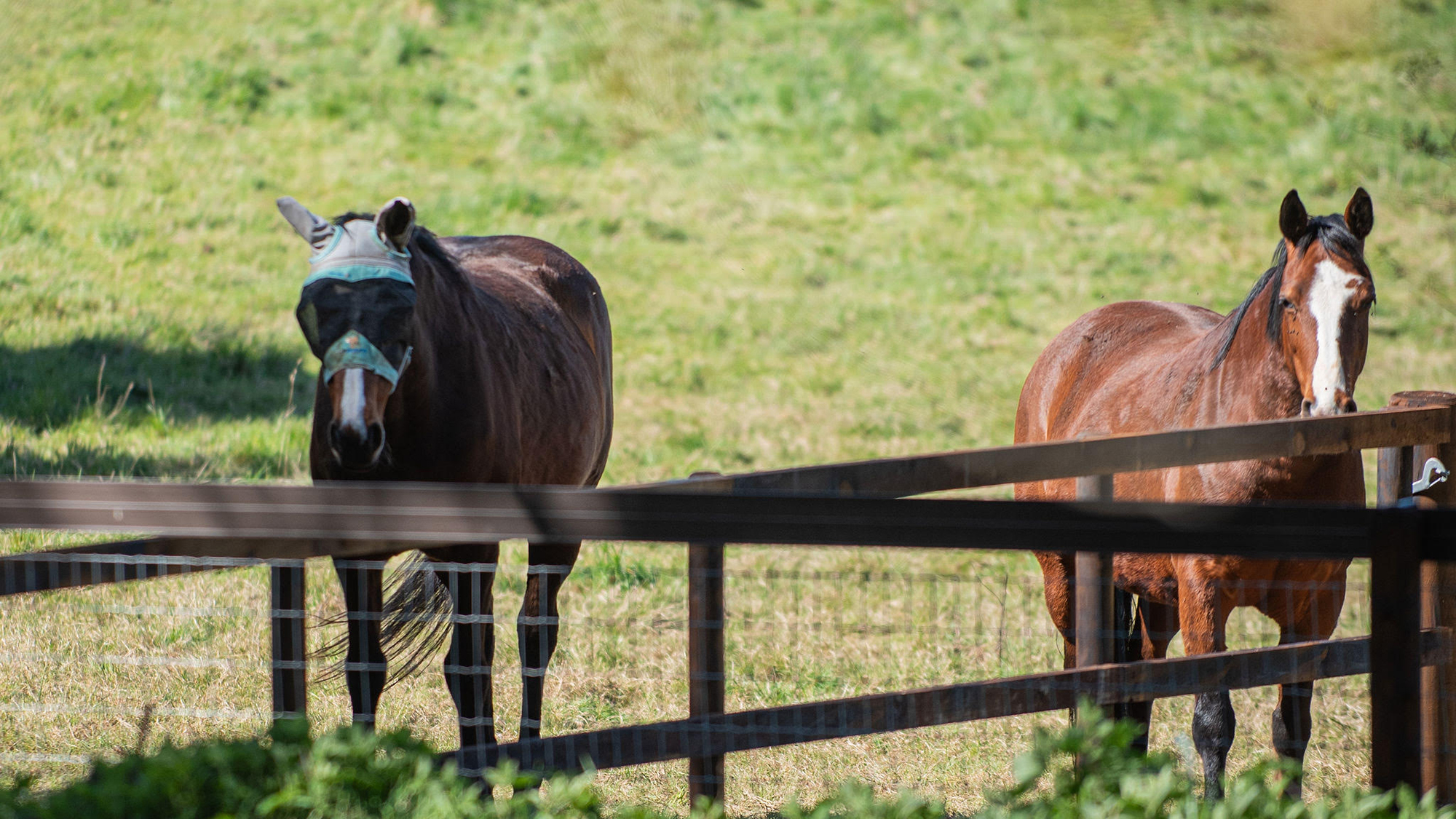 Two horses relax beside the fence of their paddock