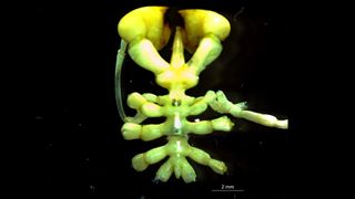 Austropallene halanychi is a newly discovered species of sea spider found off the coast of Antarctica.