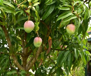 Ripe mangoes growing on a mango tree