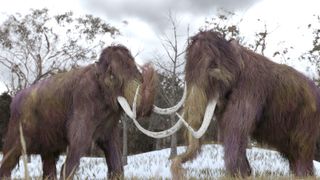 A 3-D illustration of two cloned Woolly Mammoths grazing in a snow-covered grassy field in a hypothetical scenario.