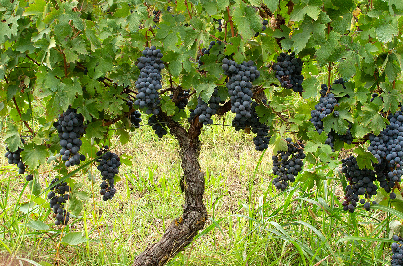 A vine with bunches of black Barbera grapes on it