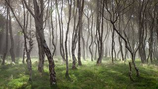 Silver birch trees ©James Mills