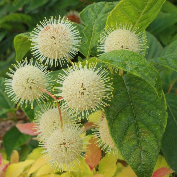 Sugar Shack&amp;reg; Buttonbush