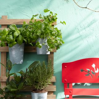 green wall coriander leaves money plant on wood