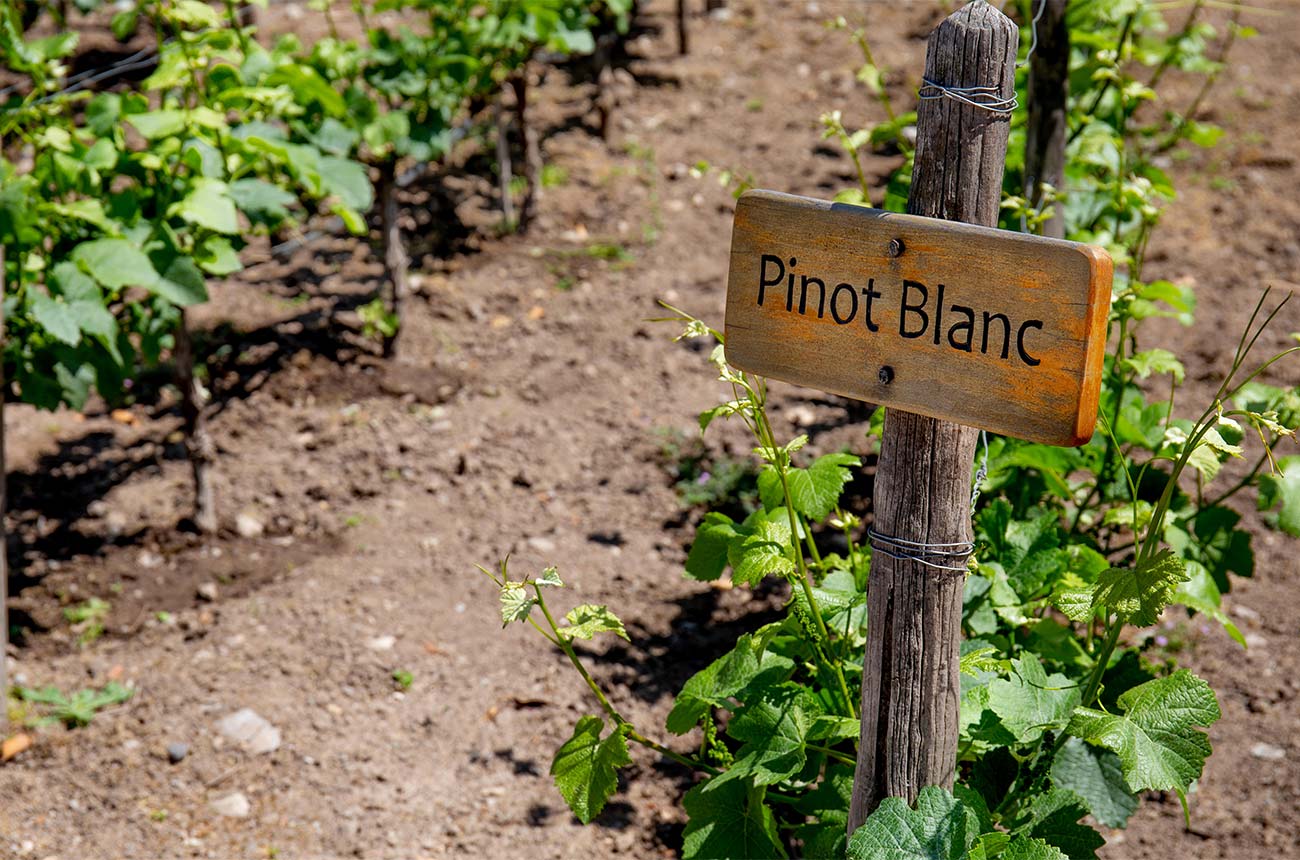 Auxerrois Pinot Blanc