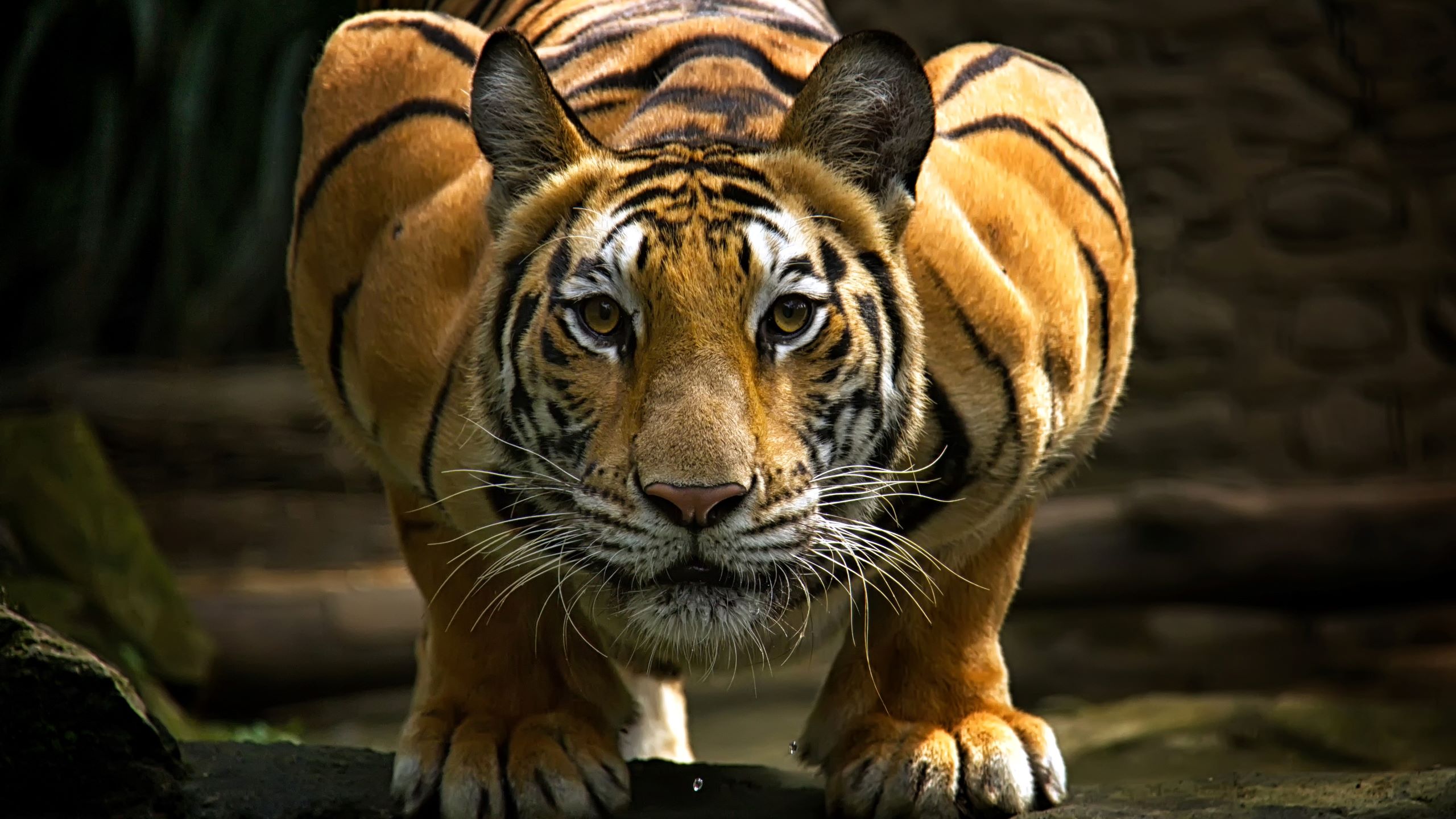 Tigers: The world's largest cats