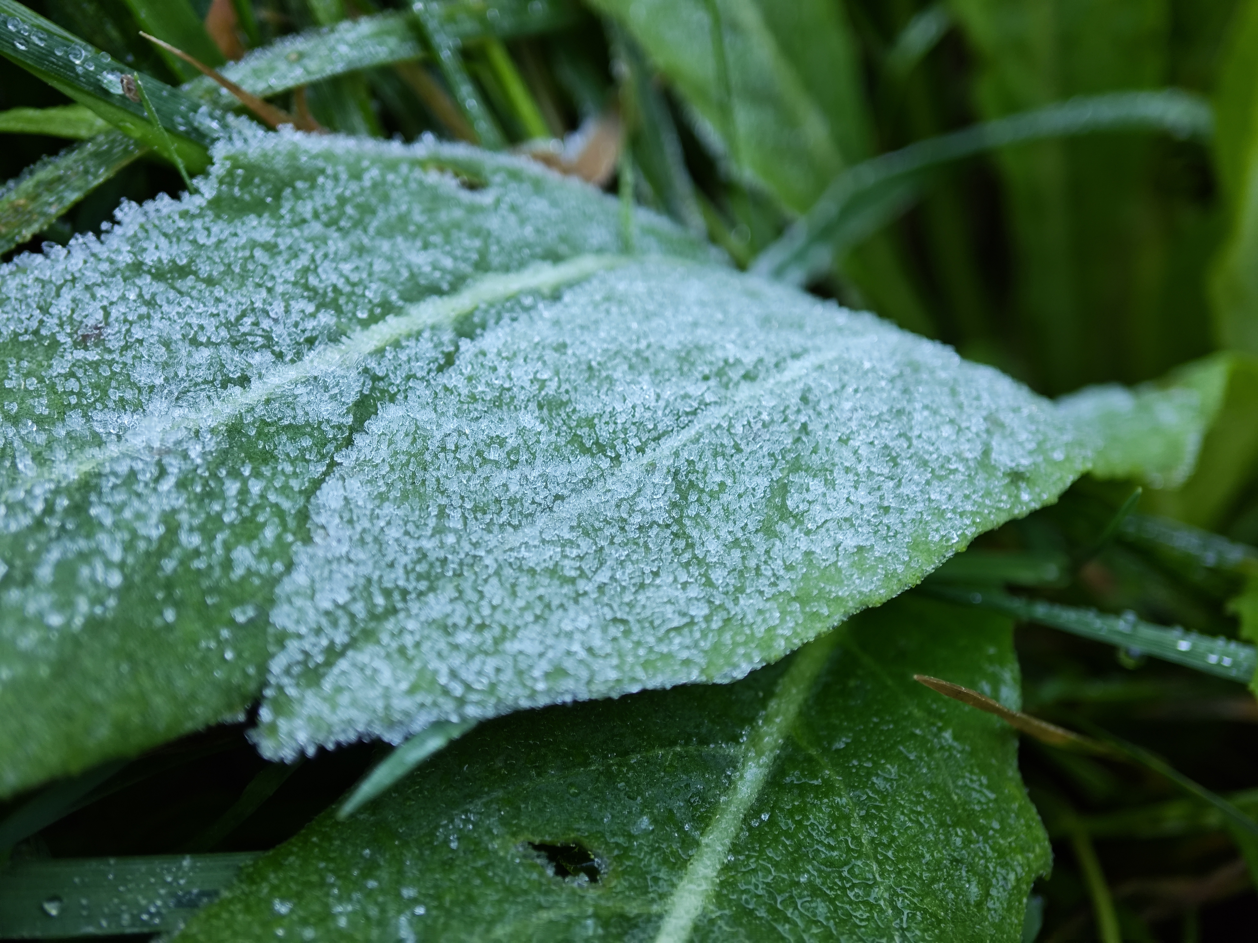 Xiaomi Mix Flip camera sample icy leaf macro 2x