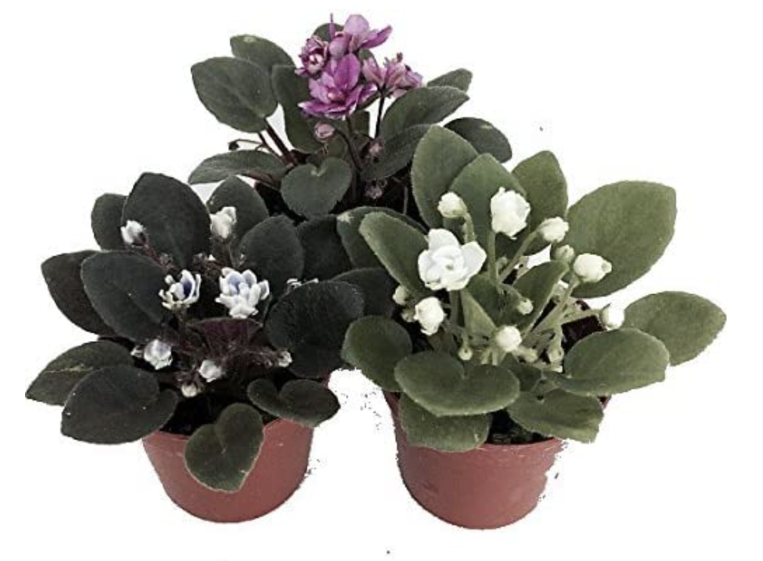 The best indoor plants that flower all year round Livingetc