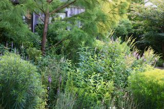 large garden bed with mature trees, grasses and tall plants