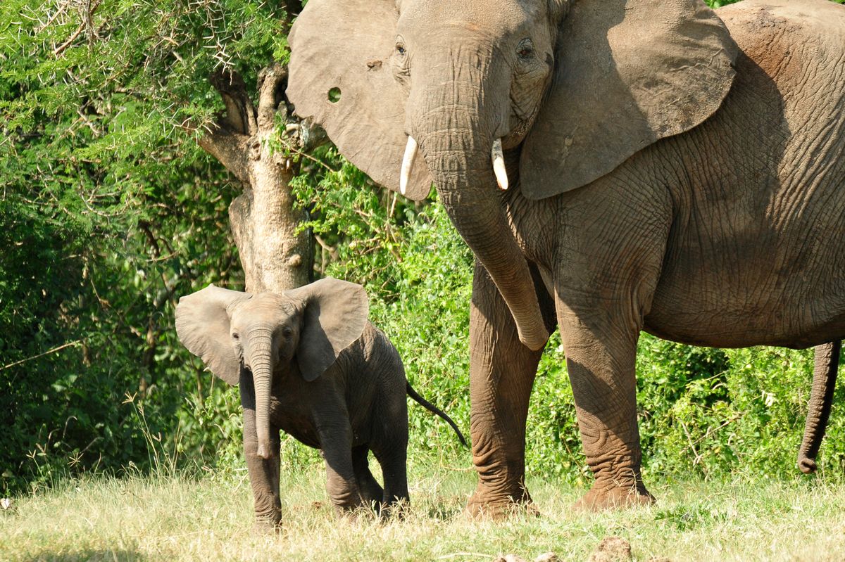 In Elephant Society, Matriarchs Lead | Animal Behavior | Live Science