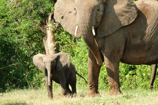 elephants, ivory, poaching