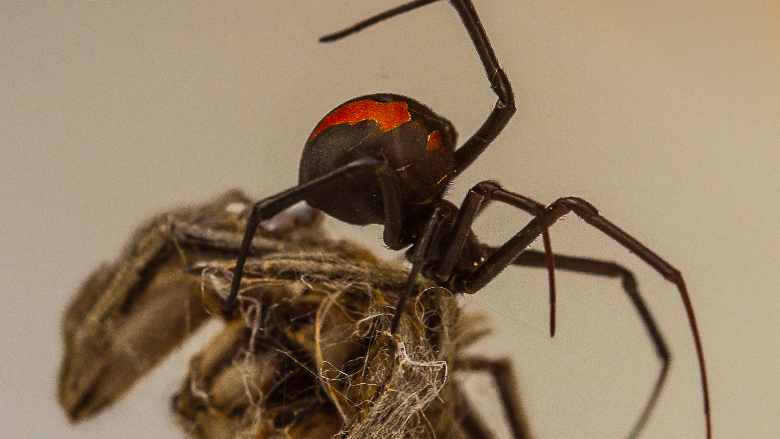 A close up of a black widow spider with a red hourglass on its back standing on a piece of wood.