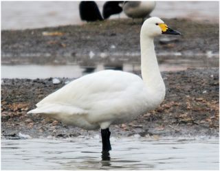 This swan's rear end lacks the bumpy fat deposits seen in well-fed birds.
