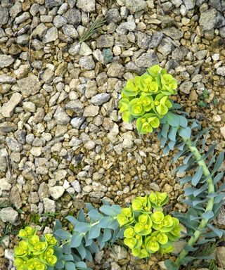 Euphorbia myrsinites with lime green flowers and mint leaves on stony ground