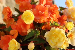 Bright orange and yellow trailing begonias