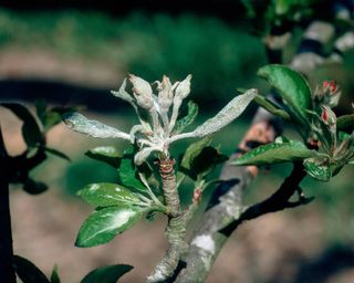 Powdery mildew Podosphaera leucotricha primary infection on apple flower buds