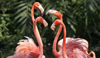 flamingos-pink-110131-02