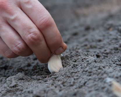 planting garlic