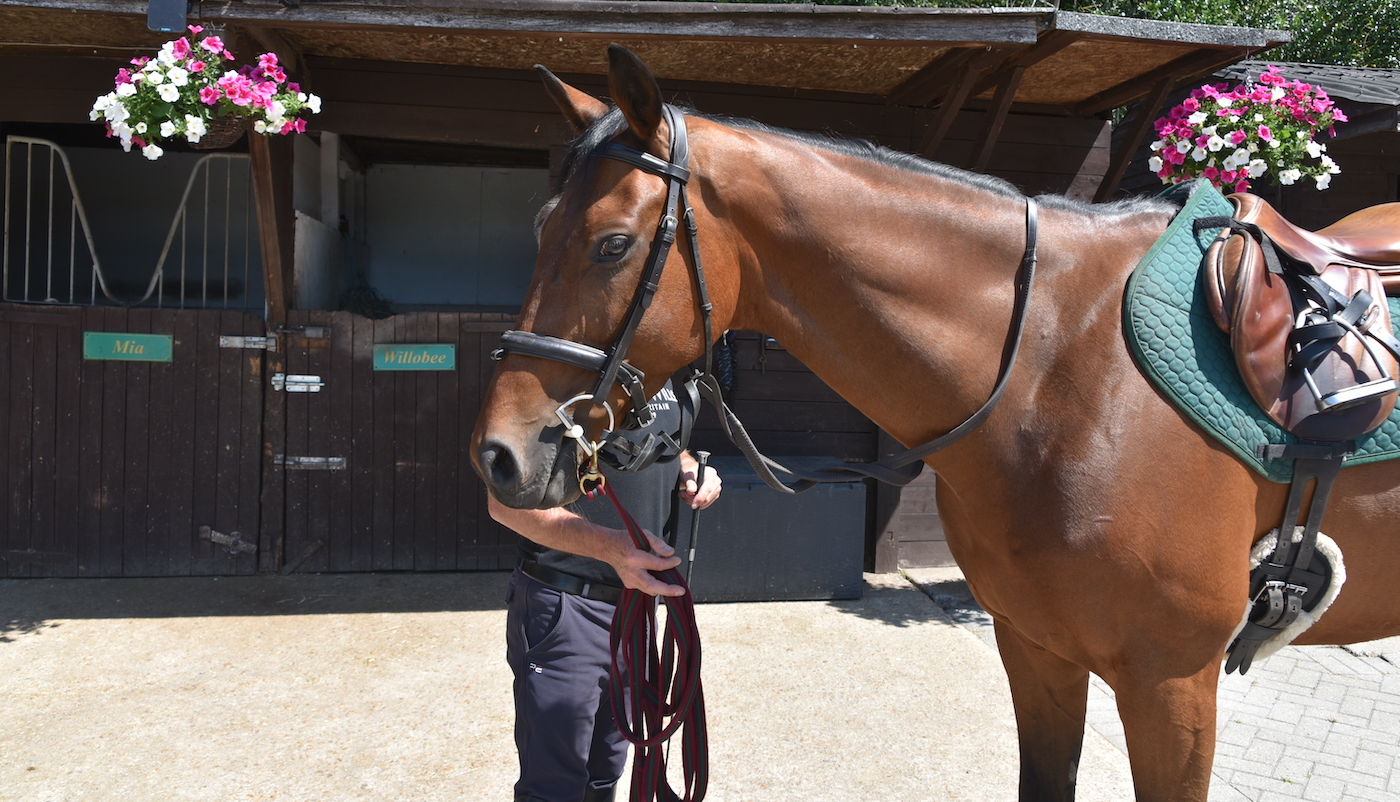 Horse head showing reins arranged for groundwork.