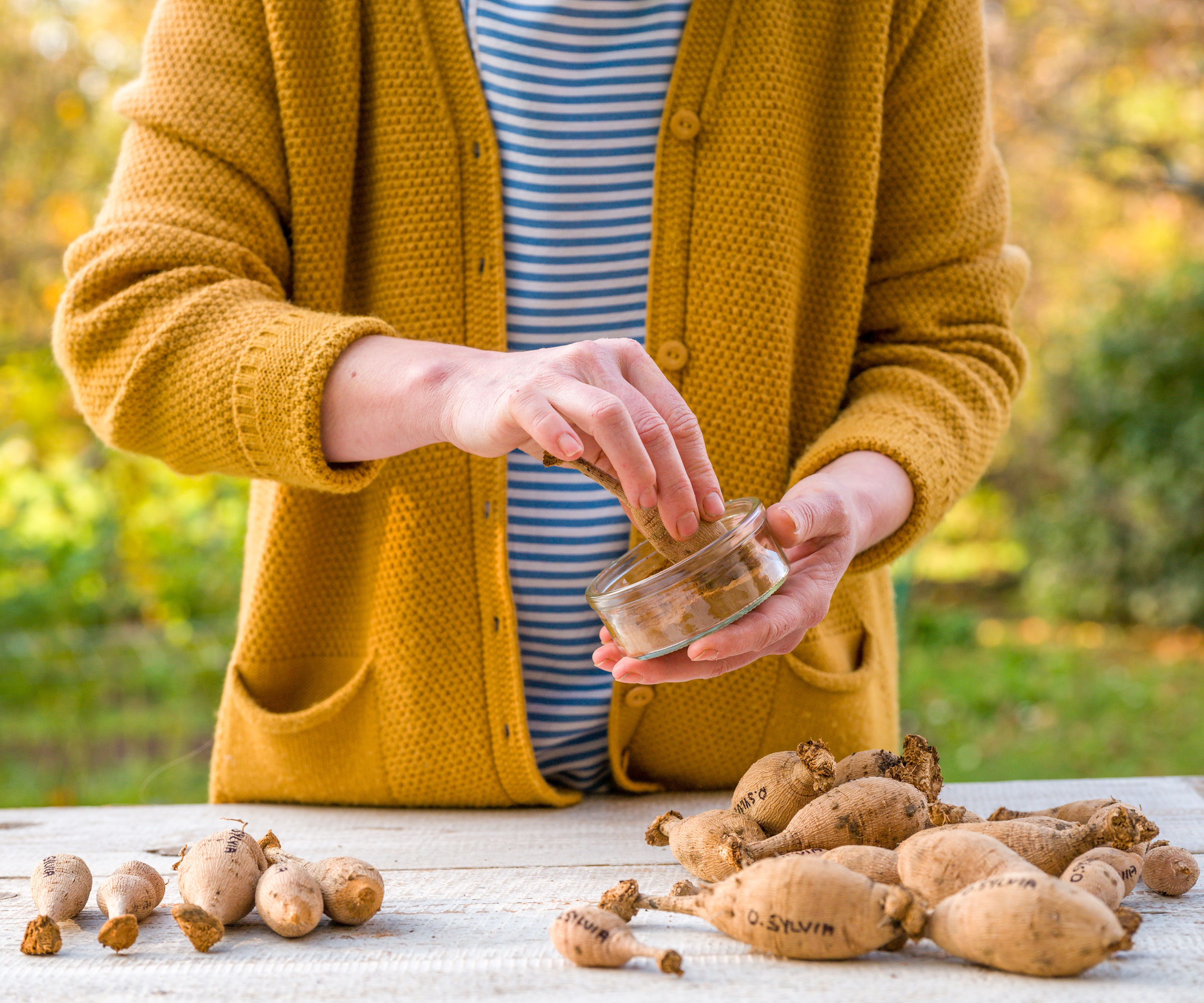 hands pressing dahlia tubers into glass bowl