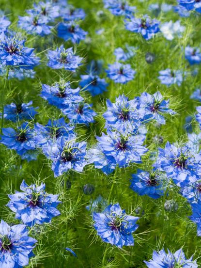 Blue Nigella Love In A Mist Plants