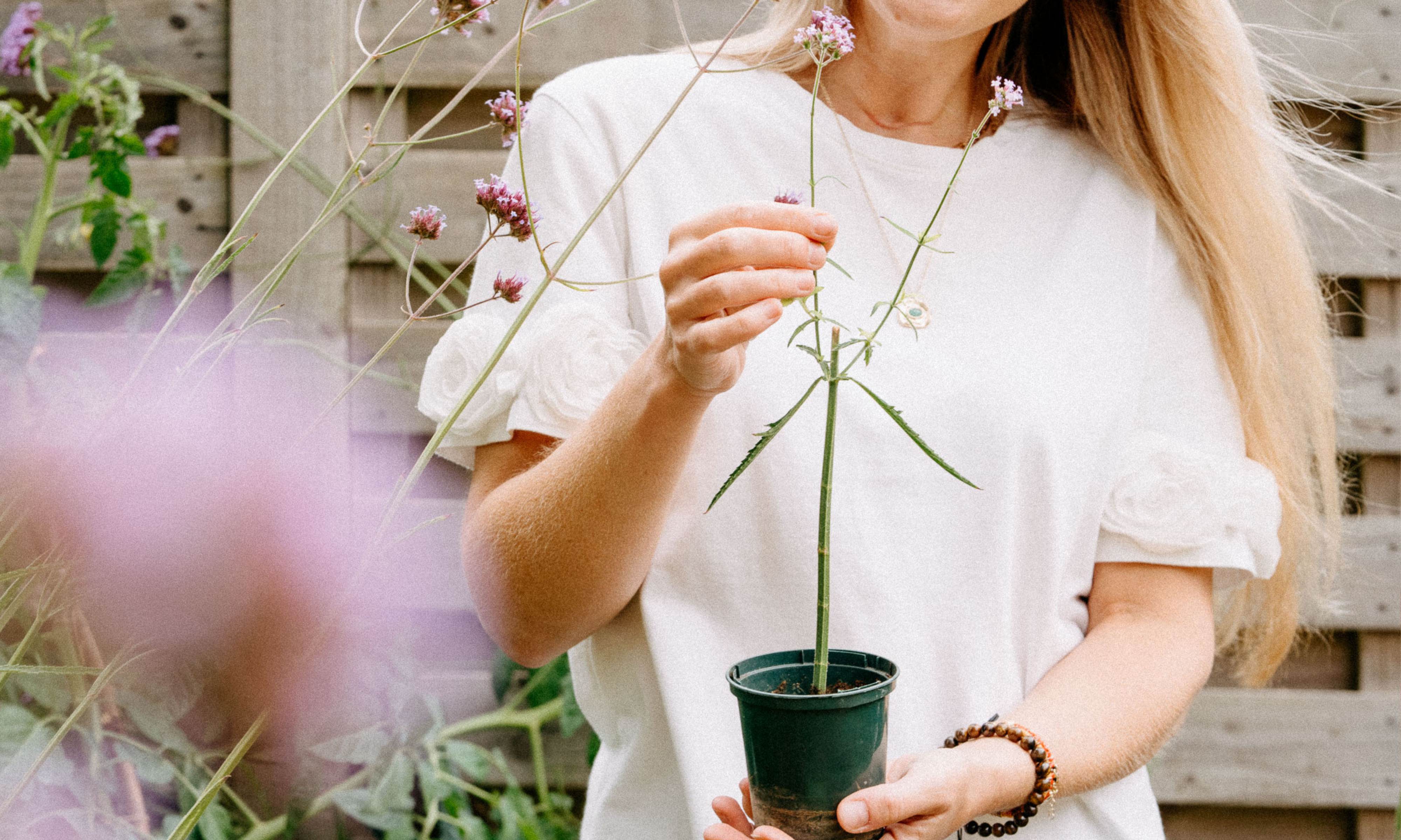 Woman in white top holding Verbena bonariensis cutting in a pot in garden