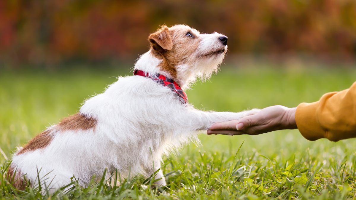 Dog giving owner its paw