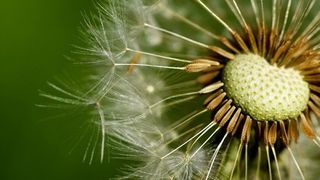 Are dandelions weeds? [Image credit: pahudson from Flickr]