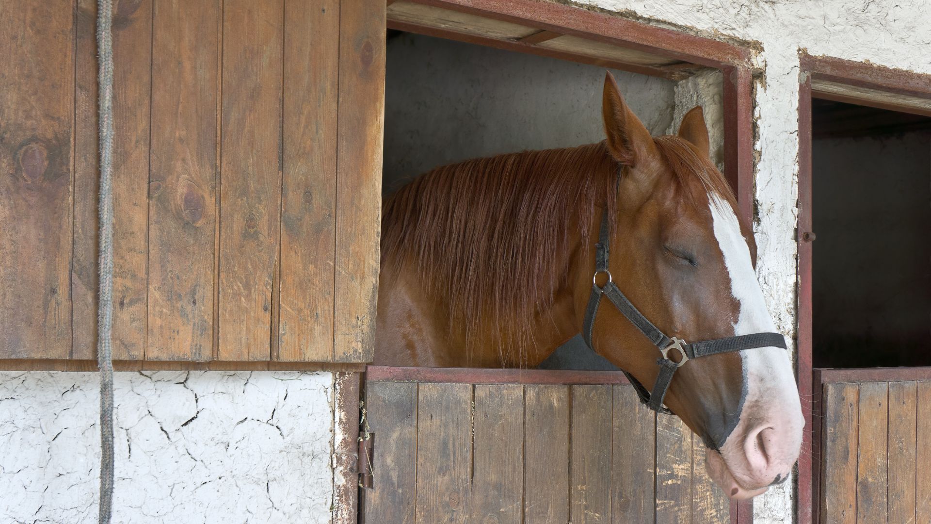 Horse sleep with head out of stable