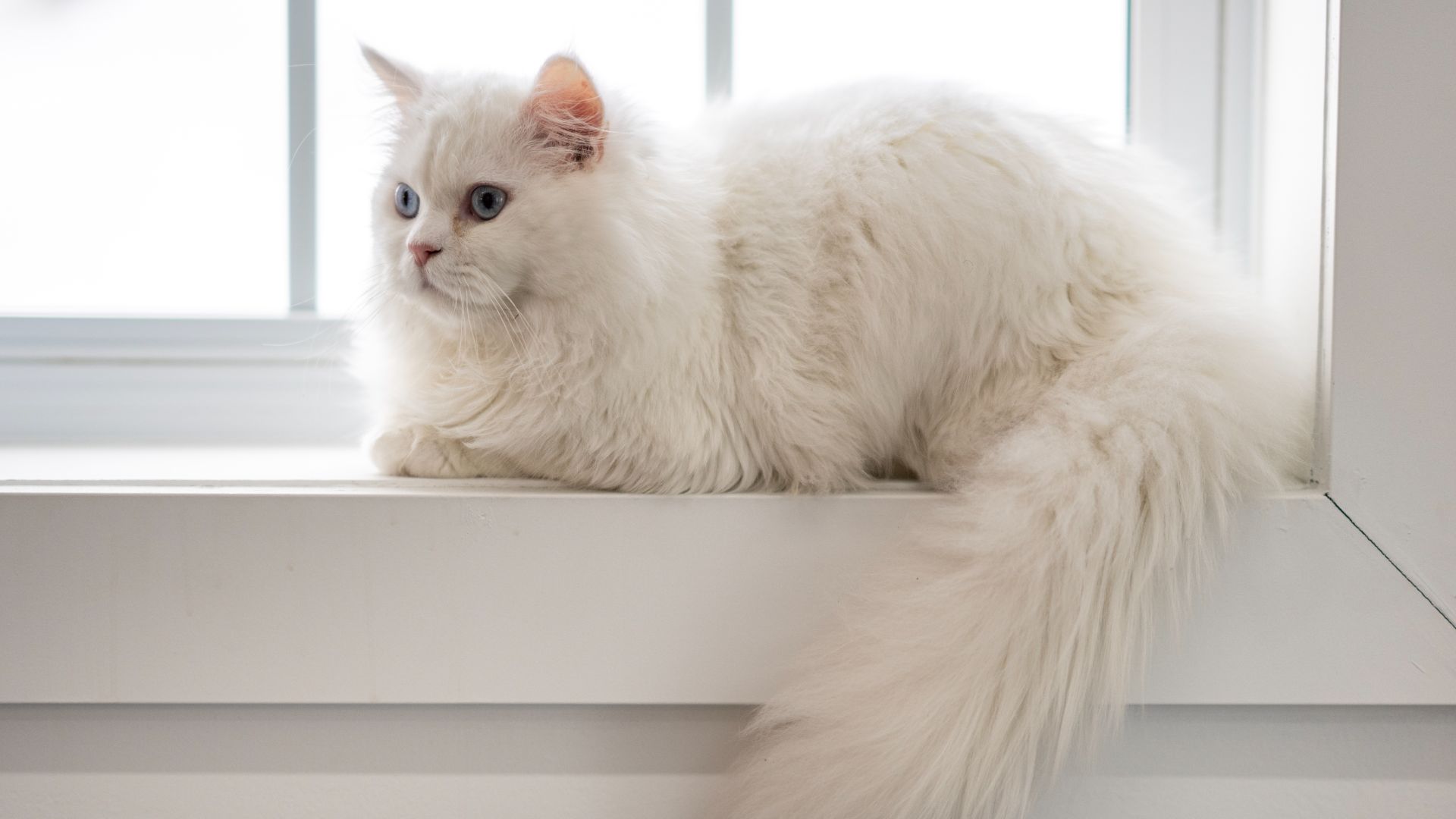 Large white fluffy cat lies on a window sill, looking off to the right