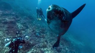 Google Street View dives below the waves for World Oceans Day