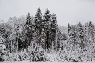 Snow covered trees near Lake Placid in New York