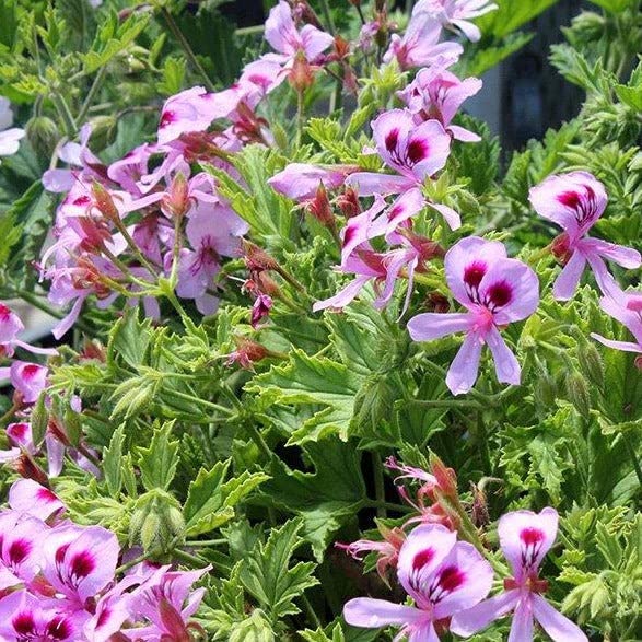 Tristar Plants - Scented Citronella Geranium - 3.5" Cups - Root Established, Citronella Scented Geranium, Pelargonium Graveolens Citronella, Citronella Geranium Plant, Citrosa
